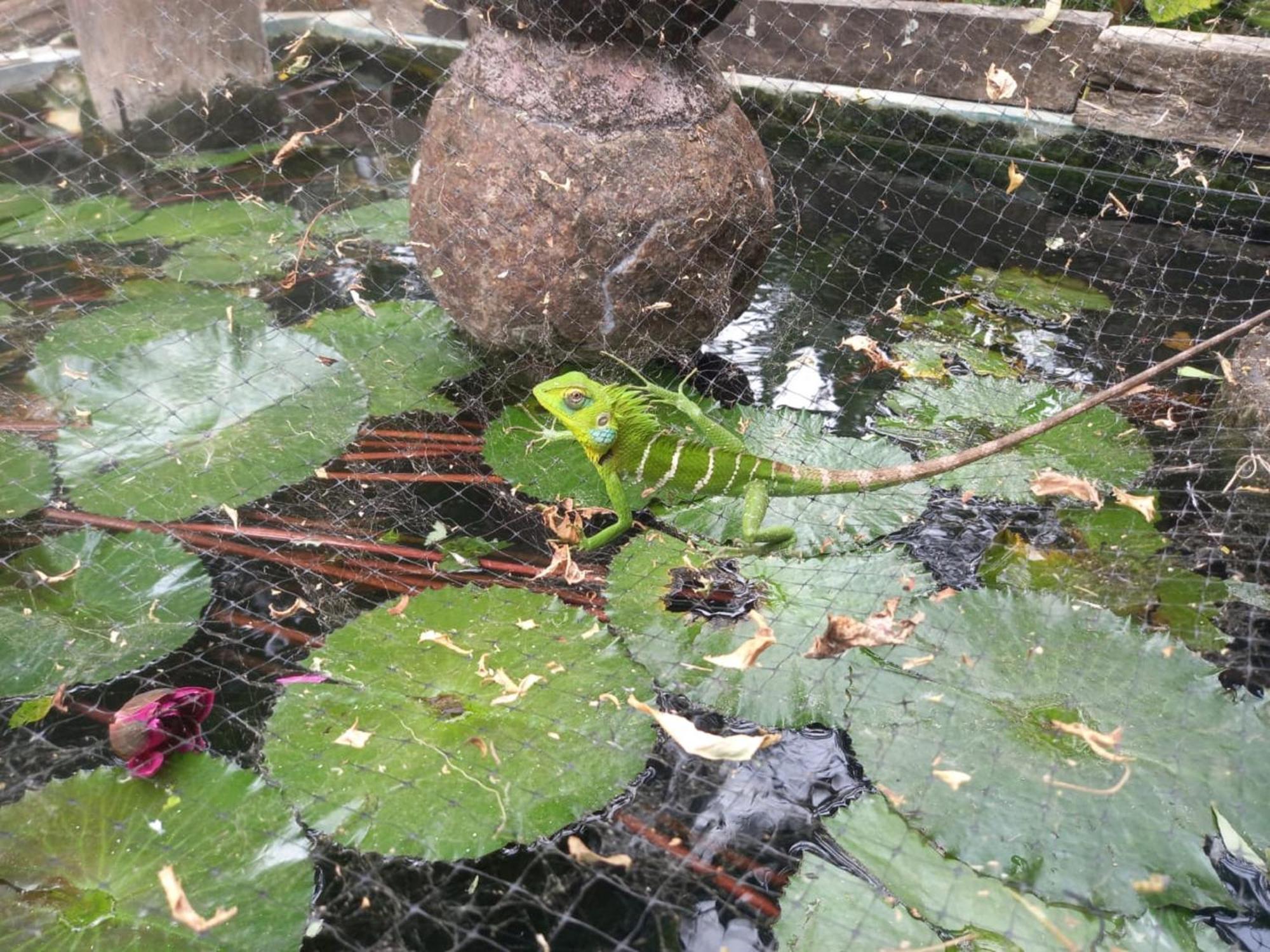 N S K Green Villa Sigiriya Eksteriør bilde